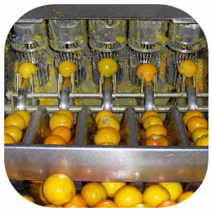 process of orange essential oil crusher machine to get oil 