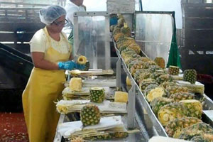 processing of pineapple juice making