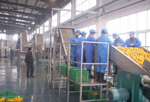 workshop of citrus juice processing line