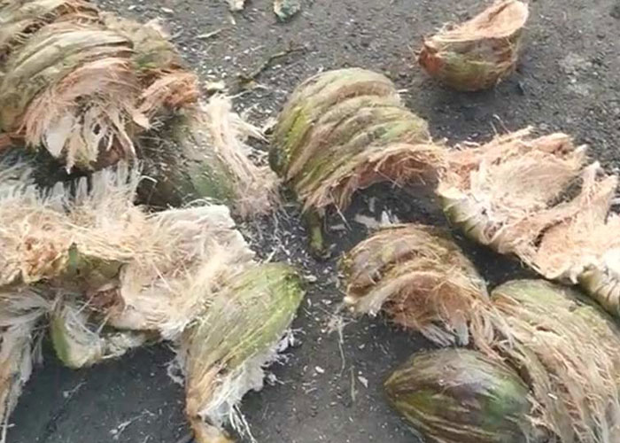 Removed coconut husks and dehusked coconuts after commercial coconut peeling