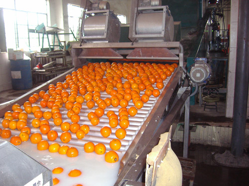 fruit processing