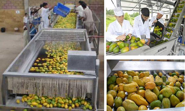 mango pulp processing