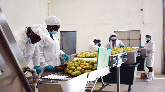 mango sorting machine
