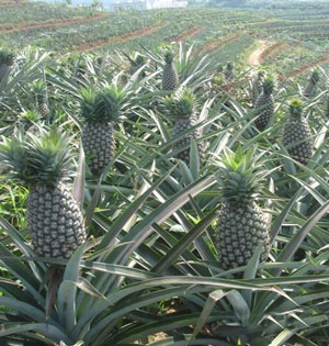 pineapple is growing