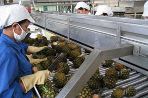 pineapple juice processing sorting line