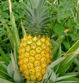 riped pineapple