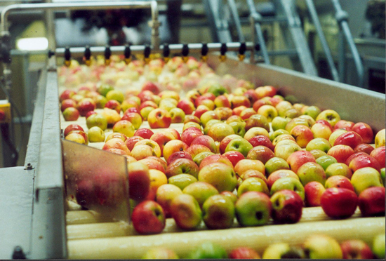 sorting apples with fruit grading machine